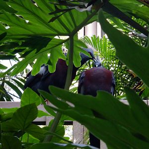 Victoria Crowned Pigeons at the North Carolina Zoo