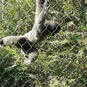 Javan Gibbon at the Greensboro Science Center