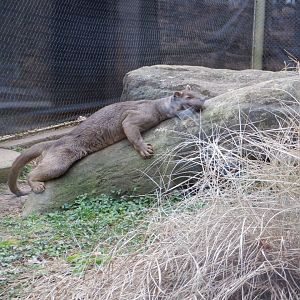 Fossa at the Greensboro Science Center