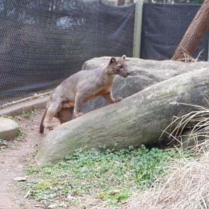 Fossa at the Greensboro Science Center