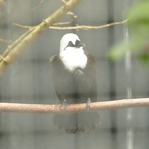 Sumatran Laughing Thrush, May 2021