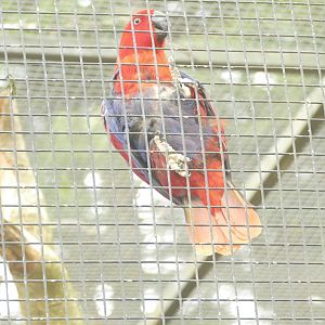 Eclectus parrot, May 2021