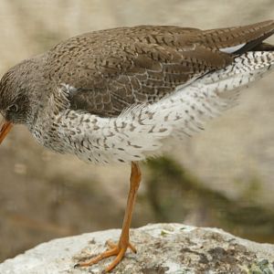 Redshank, May 2021