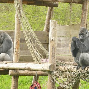 Male lowland gorillas, May 2021