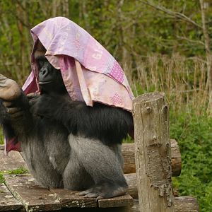 Lowland gorilla, N'Dowe, May 2021