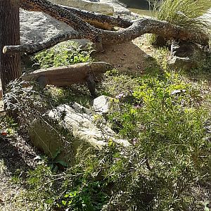 Komodo Dragon at the Greensboro Science Center