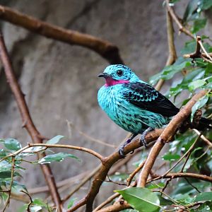 Spangled cotinga [2015]