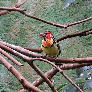 Red-and-yellow barbet [2015]