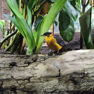 Snowy-crowned robin-chat [2015]