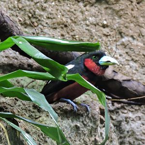 Black-and-red broadbill [2015]