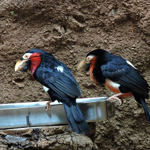 Bearded barbet [2015]