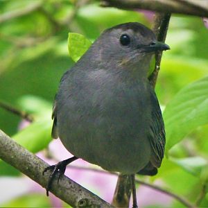 Gray Catbird