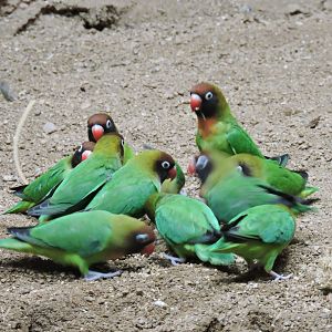 Black-cheeked lovebird [2015]