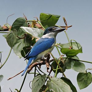 Collared kingfisher [2015]