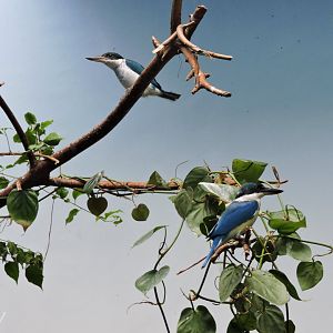 Collared kingfisher [2015]