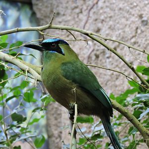 Amazonian motmot [2015]