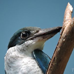 Collared kingfisher [2015]