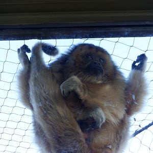 Black Howler Monkey at the Greensboro Science Center