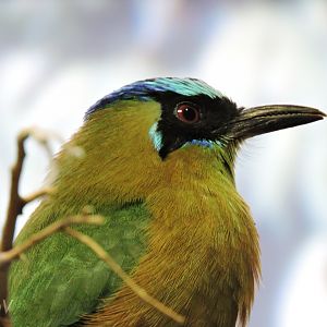 Amazonian motmot [2015]