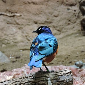 Superb starling [2015]