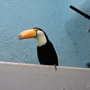 Toco toucan [2015]