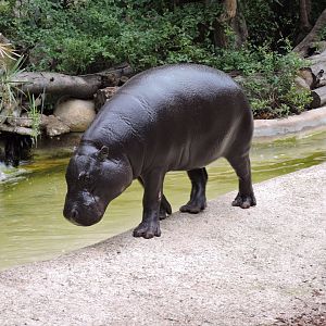 Pygmy hippopotamus [2015]