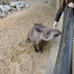 Lowland tapir [2015]