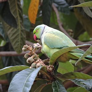 Rose-ringed parakeet [2015]