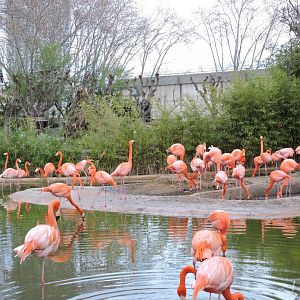 American flamingo [2015]