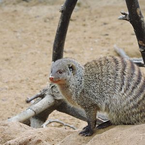 Banded mongoose [2015]