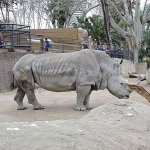 Southern white rhinoceros [2015]