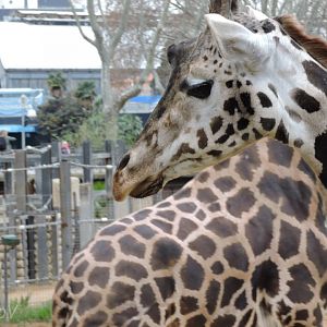 Rothschild's giraffe [2015]