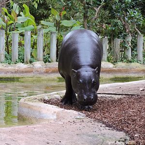 Pygmy hippopotamus [2015]
