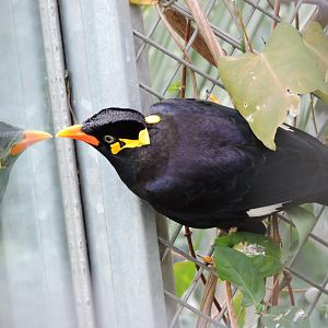 Common hill myna [2015]