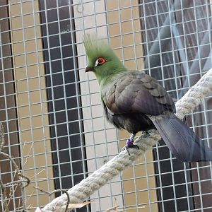 Guinea turaco [2015]