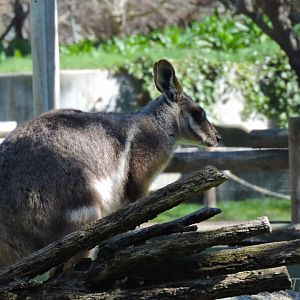 Yellow-footed rock-wallaby [2016]