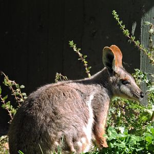 Yellow-footed rock-wallaby [2016]