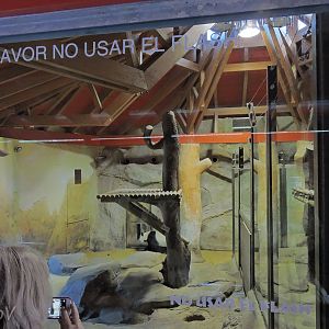 Giant panda exhibit [2016]