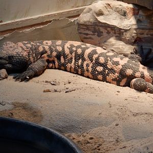 Gila Monster at the Greensboro Science Center