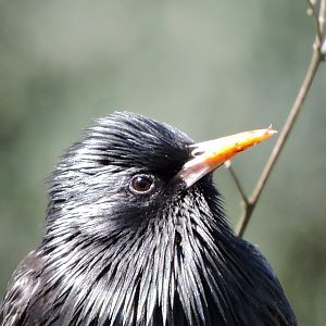 Common starling [2016]