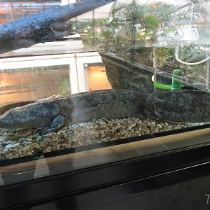 Chinese giant salamander [2016]