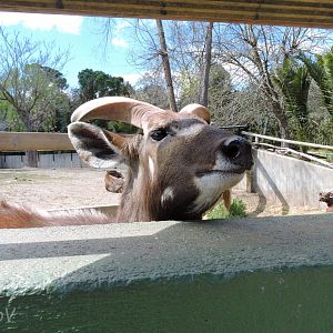 Congo sitatunga [2016]