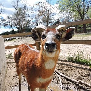 One happy sitatunga [2016]