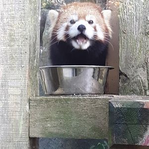 Red Panda at the Greensboro Science Center