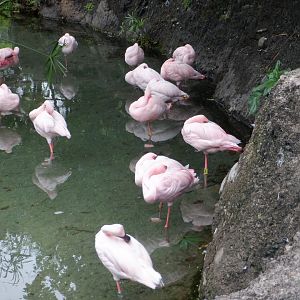 Lesser Flamingo at Disney's Animal Kingdom