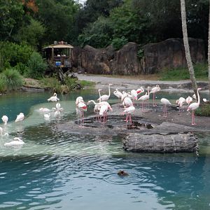 Greater Flamingos at Disney's Animal Kingdom