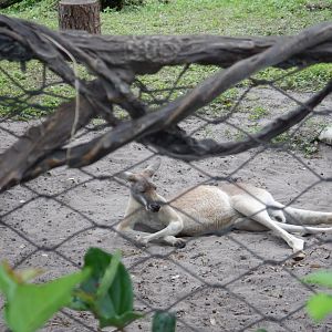 Red Kangaroo at Disney's Animal Kingdom