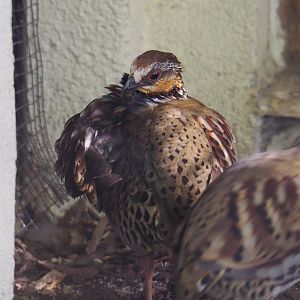 Collared hill partridge (Arborophila gingica), 2020-09-20