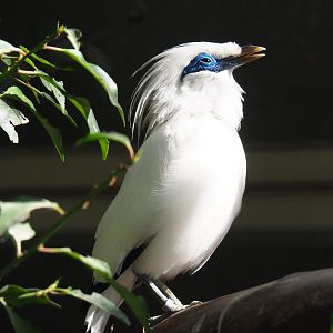 Bali myna (Leucopsar rothschildi), 2020-09-20