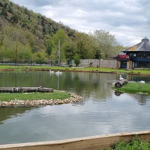 Dalmatian pelican pond